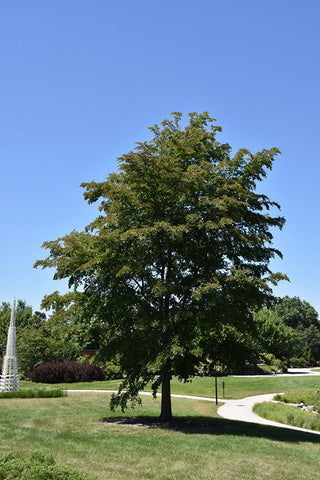 Accolade Elm