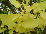 Ginkgo 'Autumn Gold'