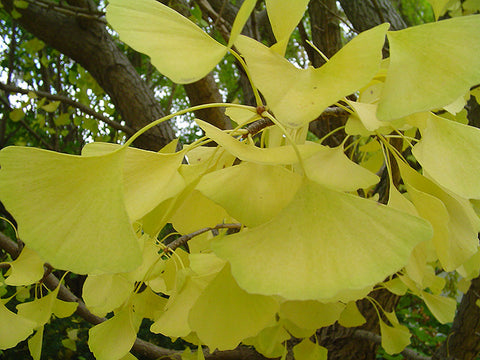 Ginkgo 'Autumn Gold'