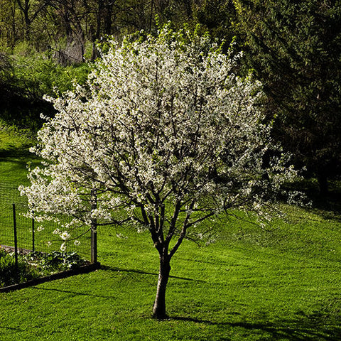 North Star Cherry