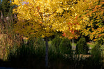 Ginkgo 'Autumn Gold'
