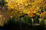 Ginkgo 'Autumn Gold'