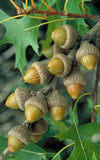 Northern Pin Oak