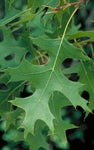 Northern Pin Oak