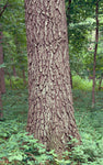 Northern Pin Oak
