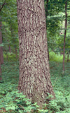 Northern Pin Oak