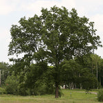 Northern Pin Oak
