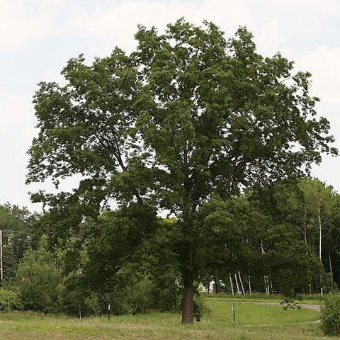 Northern Pin Oak